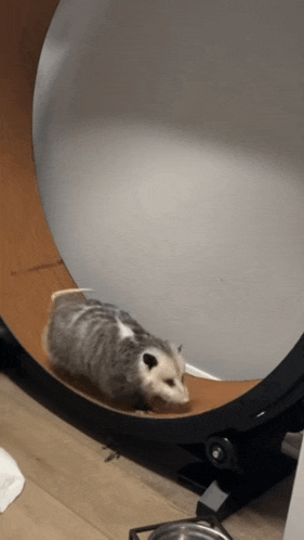 opossum